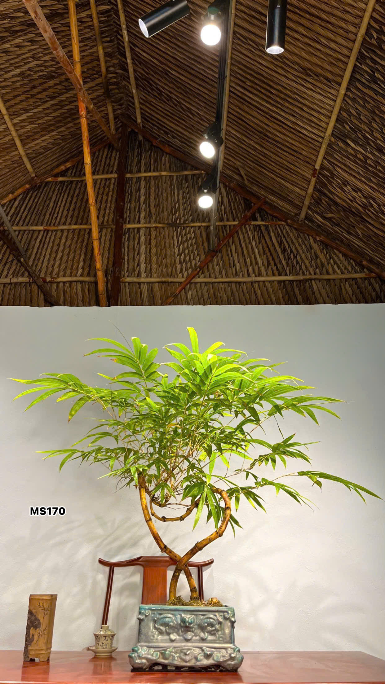 Tre BS Mini - Để Bàn Tre BS Mini - Để Bàn