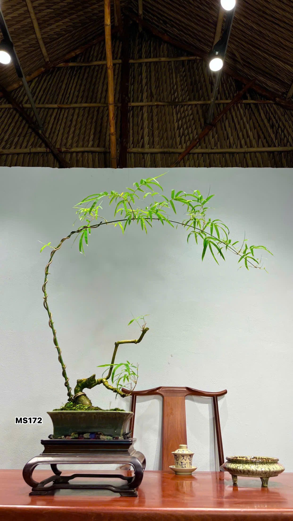 Tre BS Mini - Để Bàn Tre BS Mini - Để Bàn