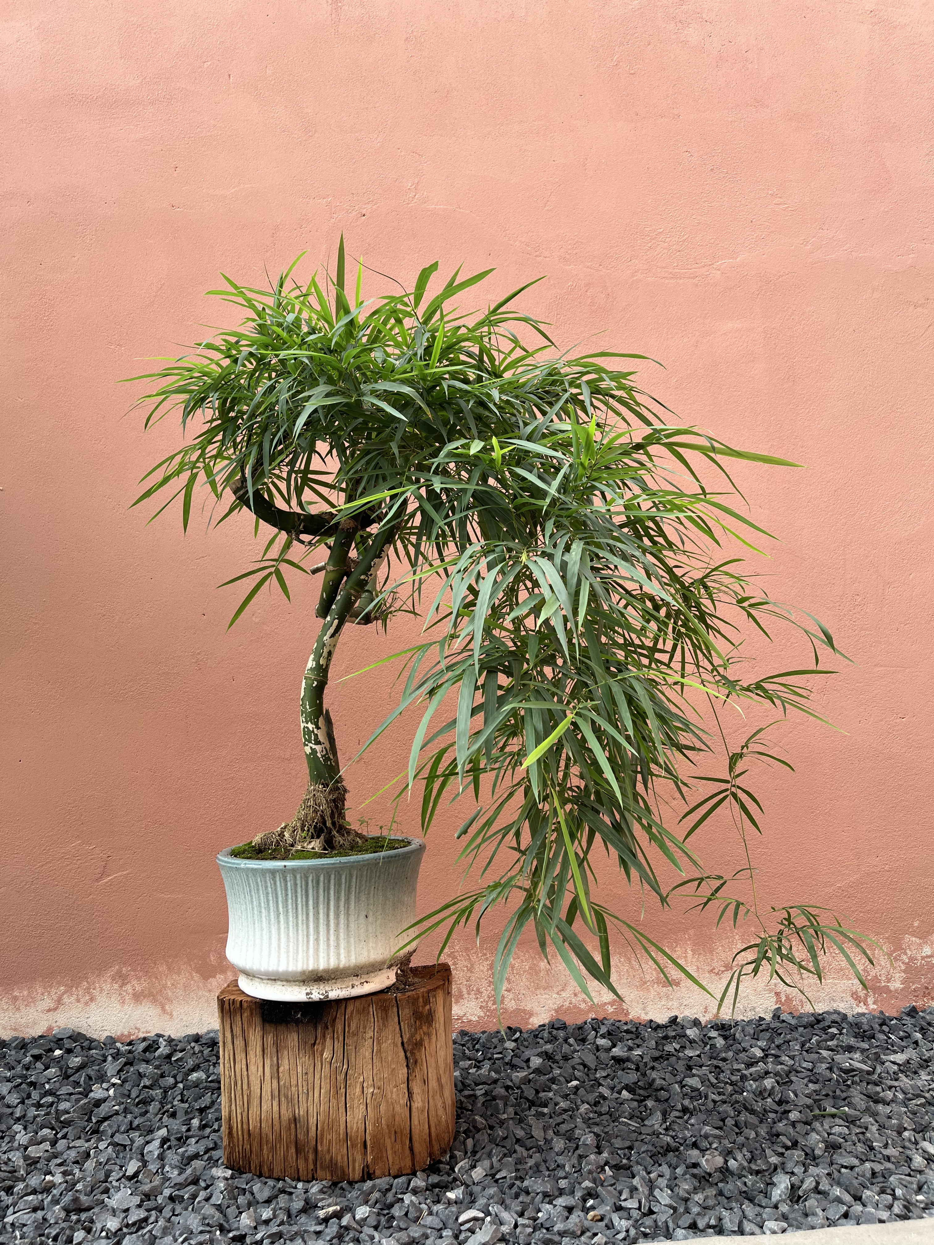 Tre BS Tầm Trung Tre BS Tầm Trung