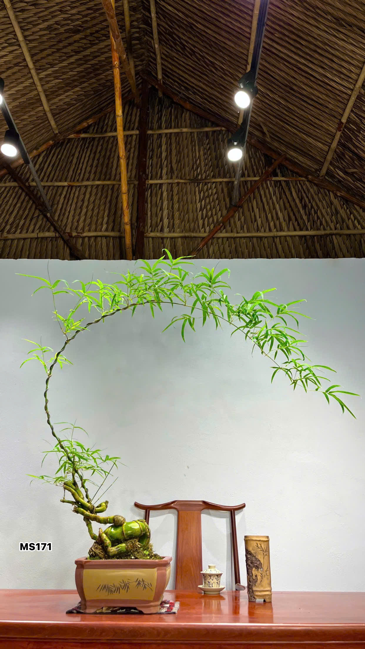 Tre BS Mini - Để Bàn Tre BS Mini - Để Bàn