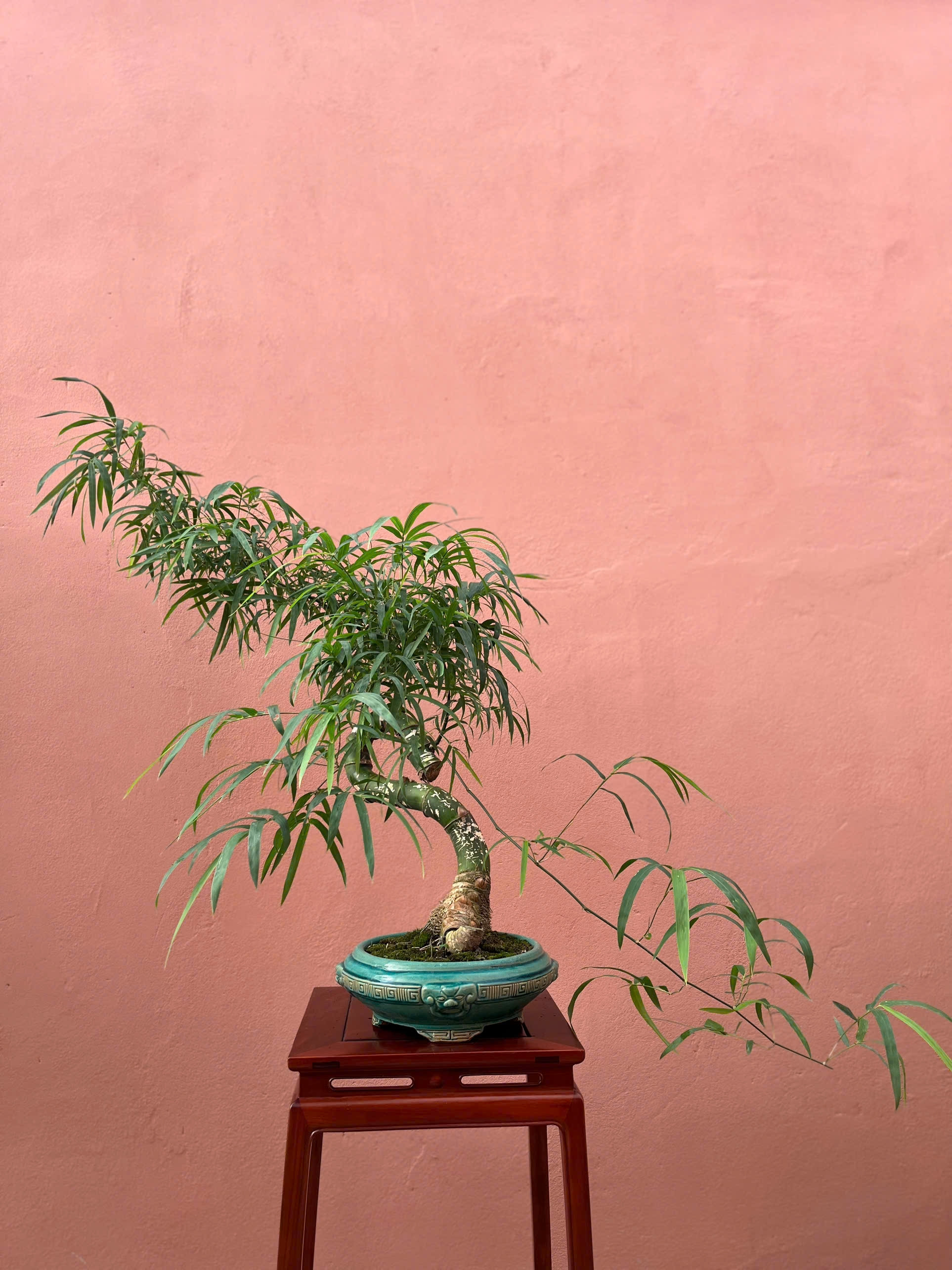 Tre BS Tầm Trung Tre BS Tầm Trung