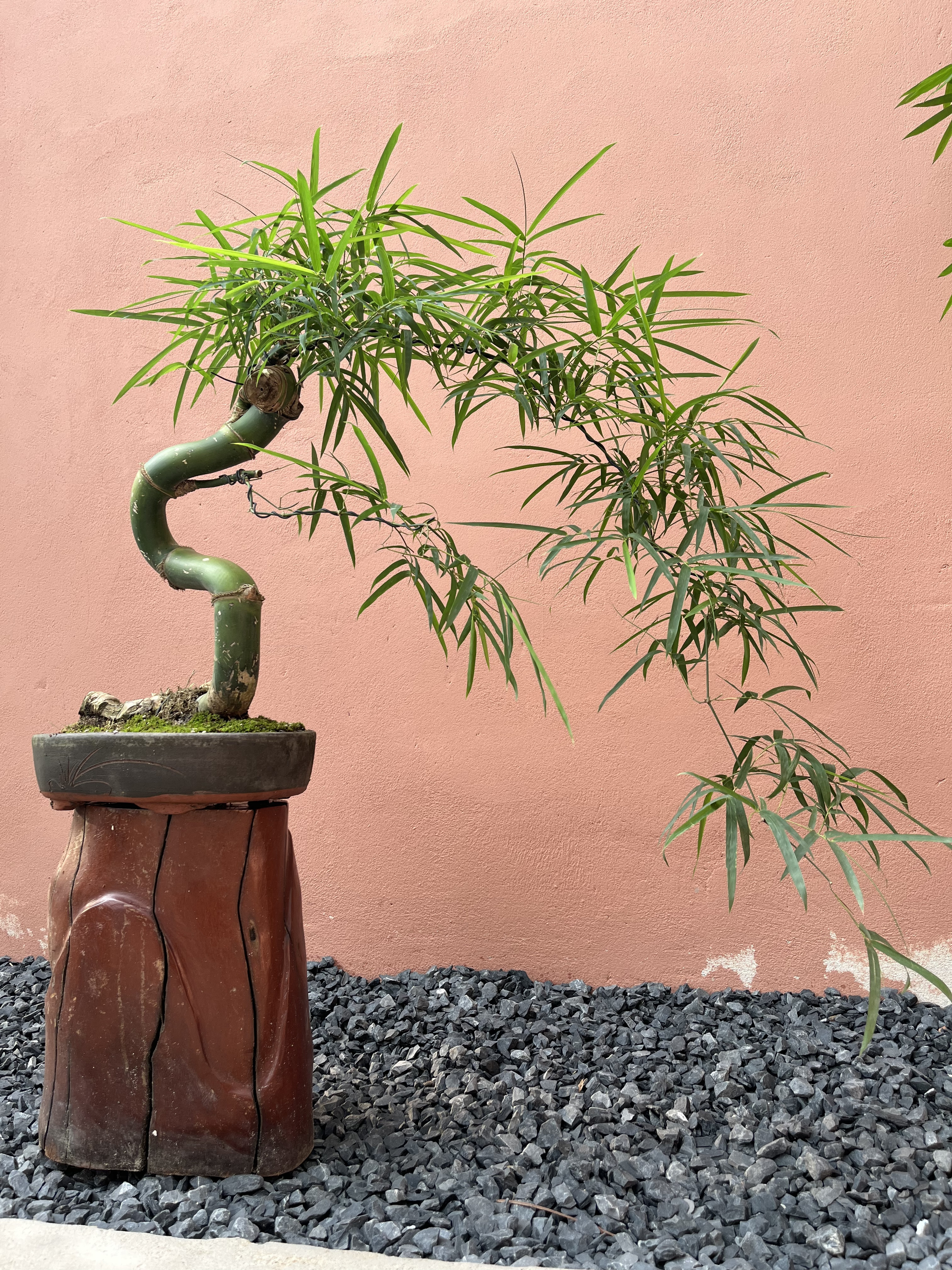 Tre BS Tầm Trung Tre BS Tầm Trung