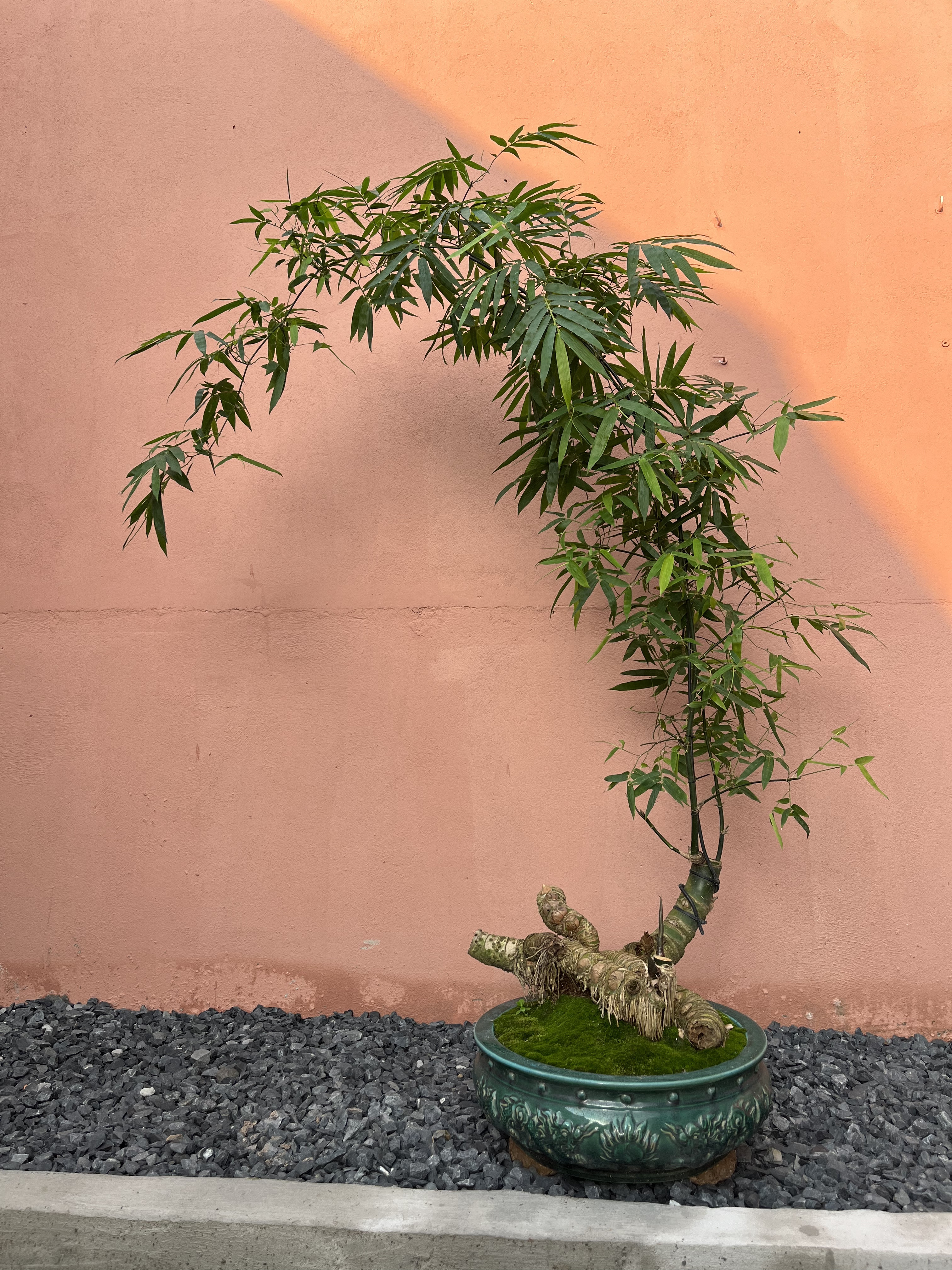 Tre BS Tầm Trung Tre BS Tầm Trung